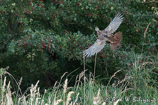 Bażant, samiac, Phasianus colchicus,