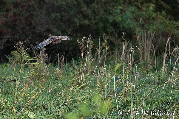 Bażant, samica, Phasianus colchicus,