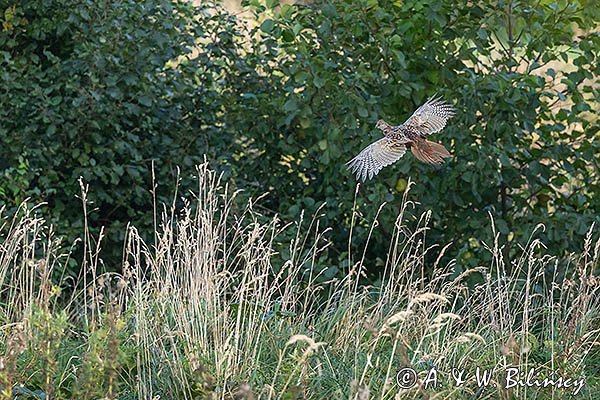 Bażant, samica, Phasianus colchicus,