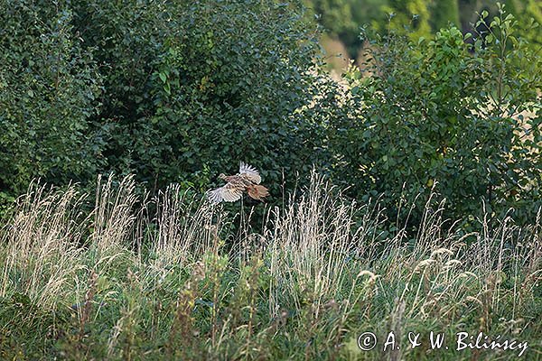 Bażant, samiac, Phasianus colchicus,