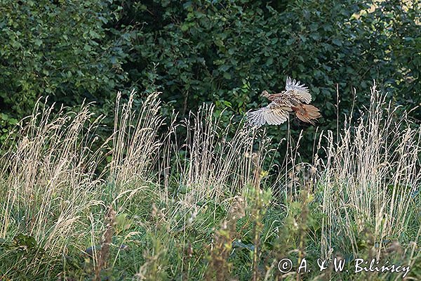 Bażant, samica, Phasianus colchicus,