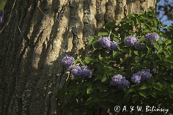Bez lilak, Lilak pospolity, Syringa vulgaris