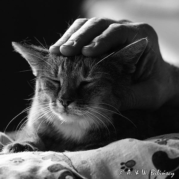 głaskana kotka w łóżku