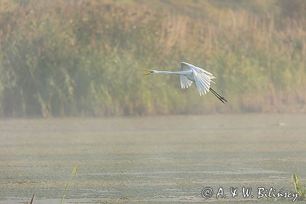 Czapla biała, Ardea alba