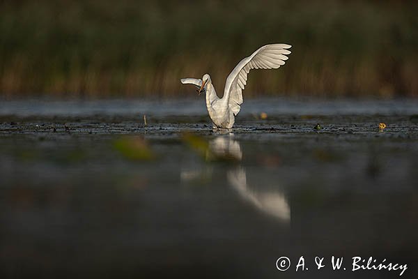 Czapla Biała nad Nogatem, Żuławy Wiślane, Ardea alba