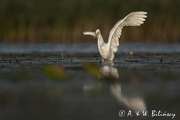 Czapla Biała nad Nogatem, Żuławy Wiślane, Ardea alba