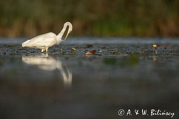 Czapla Biała nad Nogatem, Żuławy Wiślane, Ardea alba