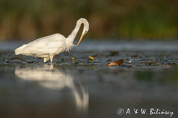 Czapla Biała nad Nogatem, Żuławy Wiślane, Ardea alba