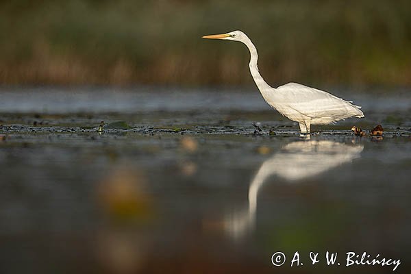 Czapla Biała nad Nogatem, Żuławy Wiślane, Ardea alba