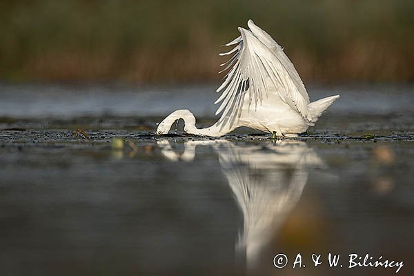 Czapla Biała nad Nogatem, Żuławy Wiślane, Ardea alba