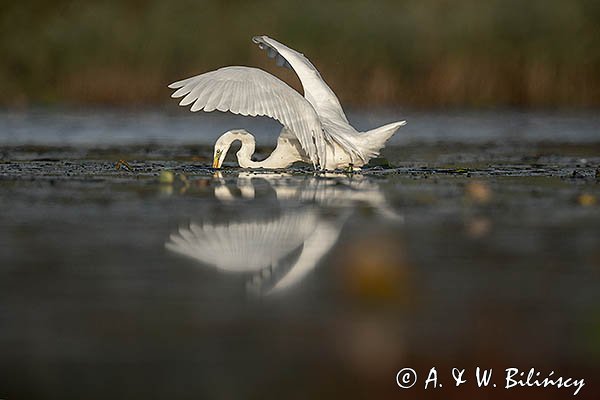 Czapla Biała nad Nogatem, Żuławy Wiślane, Ardea alba