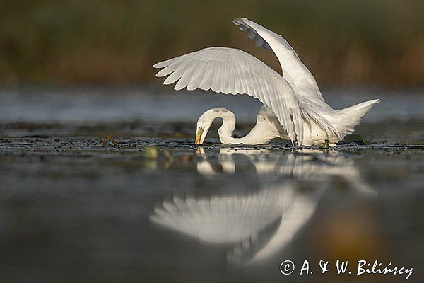 Czapla Biała nad Nogatem, Żuławy Wiślane, Ardea alba