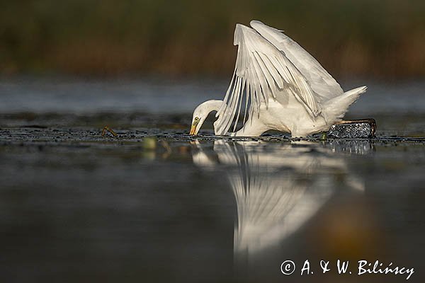 Czapla Biała nad Nogatem, Żuławy Wiślane, Ardea alba
