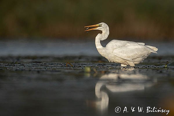 Czapla Biała nad Nogatem, Żuławy Wiślane, Ardea alba