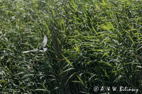 Rybitwa białowąsa, Chlidonias hybrida