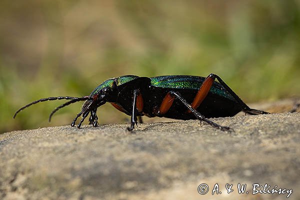Biegacz zielonozłoty, Carabus auronitens