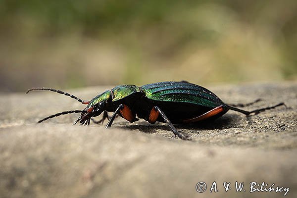 Biegacz zielonozłoty, Carabus auronitens