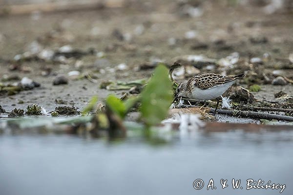 Biegus malutki, Calidris minuta