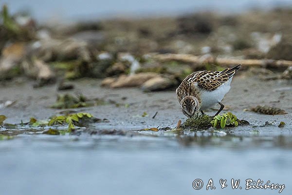 Biegus malutki, Calidris minuta
