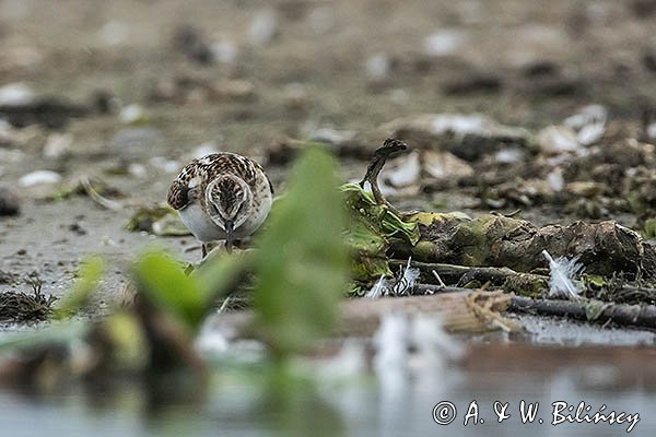 Biegus malutki, Calidris minuta