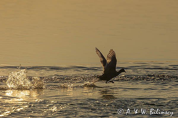 Łyska, Fulica atra, biegnąca po wodzie