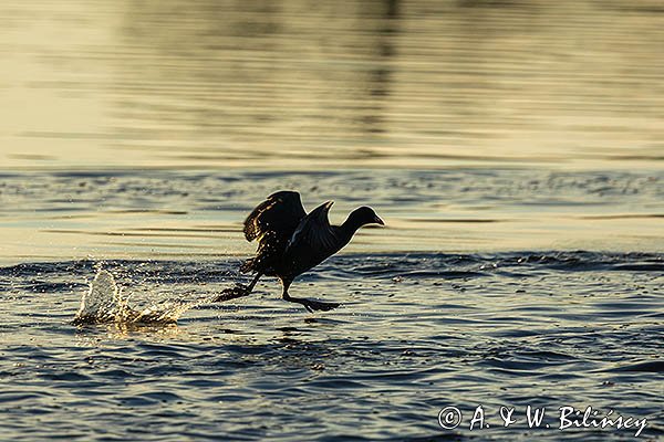 Łyska, Fulica atra, biegnąca po wodzie