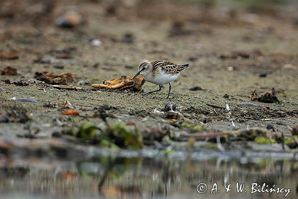 Biegus malutki, Calidris minuta