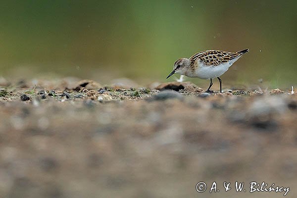 Biegus malutki, Calidris minuta