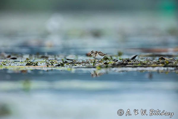 Biegus malutki, Calidris minuta