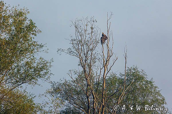 Bielik, Haliaeetus albicilla