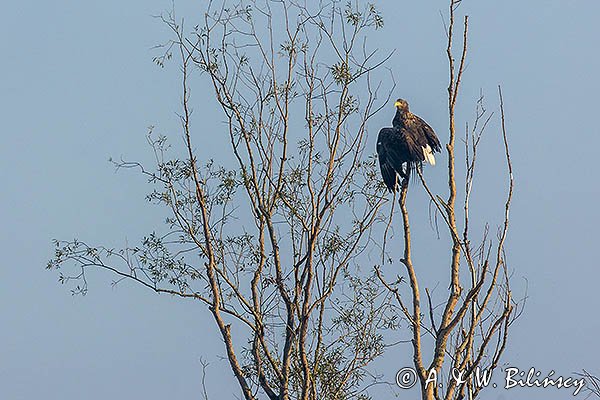 Bielik, Haliaeetus albicilla