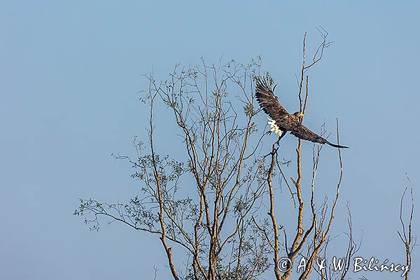Bielik, Haliaeetus albicilla