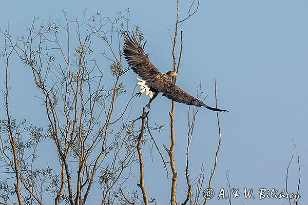 Bielik, Haliaeetus albicilla