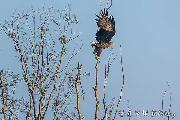 Bielik, Haliaeetus albicilla