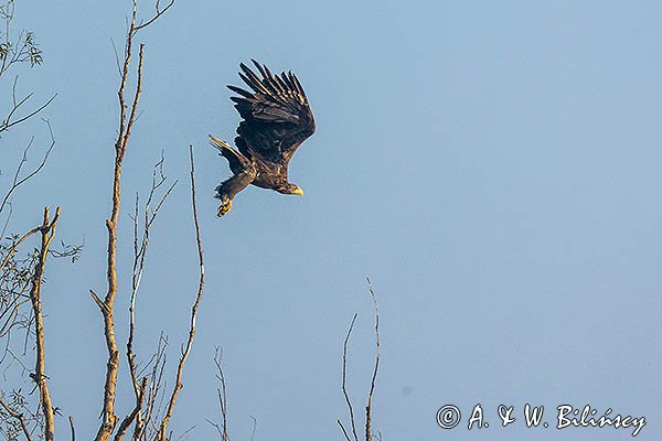 Bielik, Haliaeetus albicilla