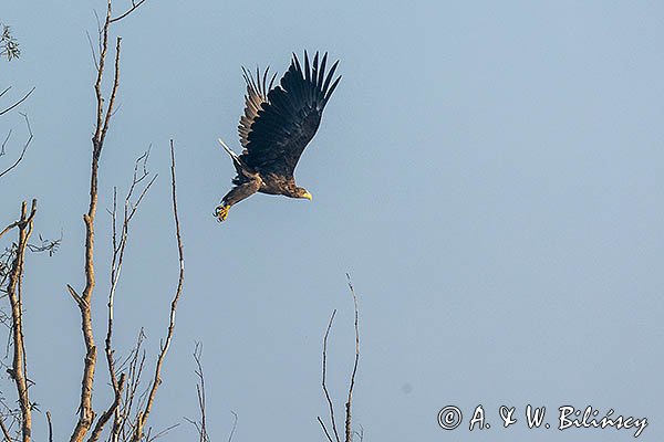 Bielik, Haliaeetus albicilla