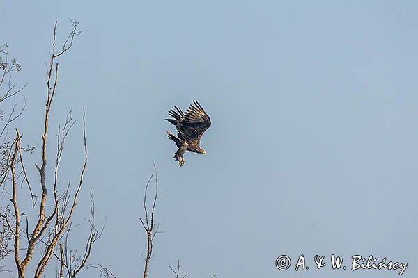 Bielik, Haliaeetus albicilla