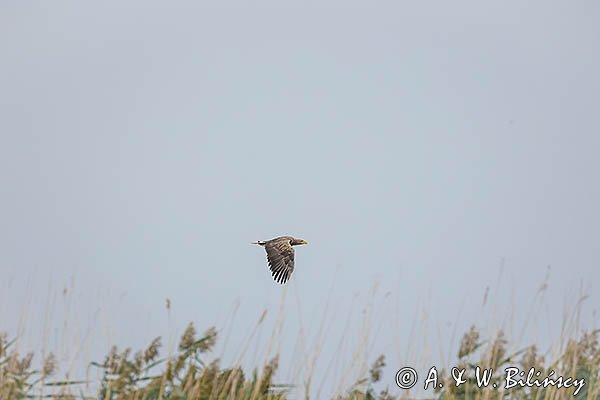 Bielik, orzeł bielik, birkut, Haliaeetus albicilla