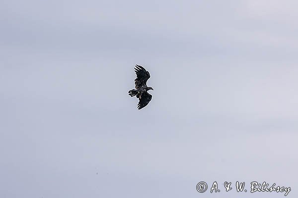 Bielik, orzeł bielik, birkut, Haliaeetus albicilla