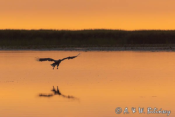 Bielik, orzeł bielik, birkut, Haliaeetus albicilla