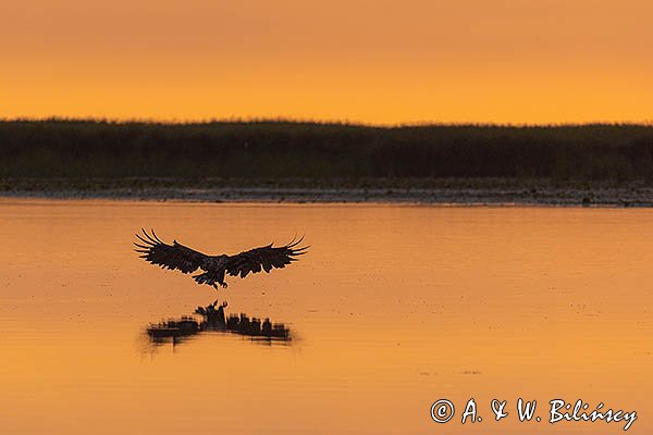 Bielik, orzeł bielik, birkut, Haliaeetus albicilla