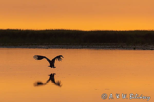 Bielik, orzeł bielik, birkut, Haliaeetus albicilla