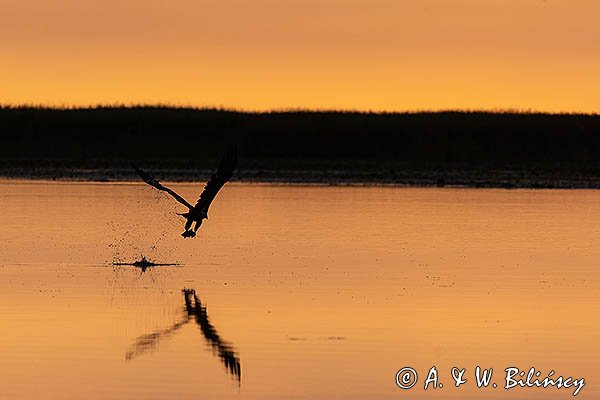 Bielik, orzeł bielik, birkut, Haliaeetus albicilla
