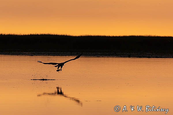 Bielik, orzeł bielik, birkut, Haliaeetus albicilla