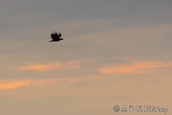 Bielik, orzeł bielik, birkut, Haliaeetus albicilla