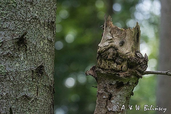 Leśny stwór, Bieszczady