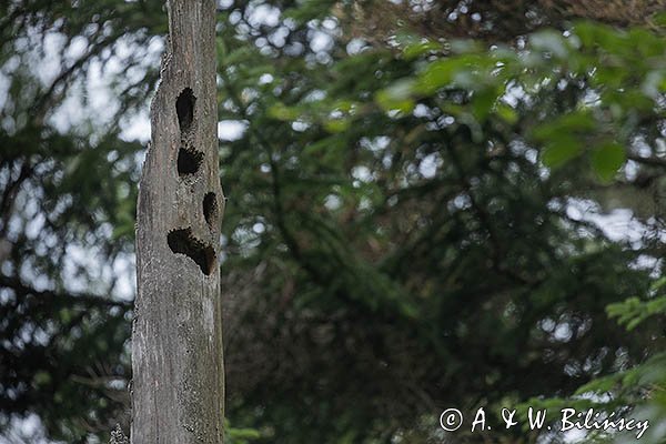 Leśny stwór, Bieszczady