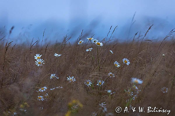 Łąka lipcowa, Bieszczady