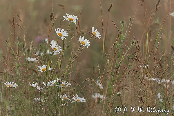 Łąka lipcowa, Bieszczady