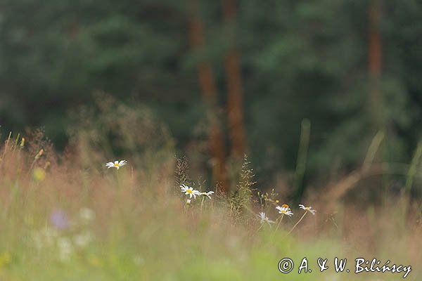 Łąka lipcowa, Bieszczady
